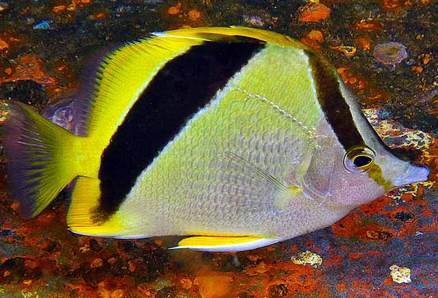 Bank Butterflyfish